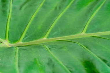 Gage Park Tropikal Serasında yeşil yağmur ormanları bitki yaprağı. Bereketli yeşillik ve canlı çiçeklenme. Egzotik bitkileri olan tropik bir ev. Hamilton, Ontario 'da Botanik Mücevheri.