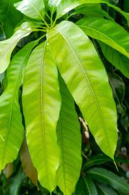 Gage Park Tropikal Serasında bulunan mango ağacı yaprakları palmiyeler, eğreltiotları, orkideler ve tropikal türler içerir. Doğa âşıkları için popüler bir tatil yeri.. 