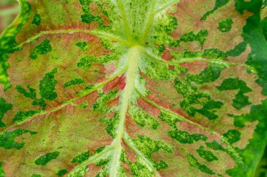 Gage Park Tropikal Serasında bulunan Caladium botanik sergisi palmiyeler, eğreltiotları, orkideler ve tropikal türler içerir. Doğa âşıkları için popüler bir tatil yeri.. 