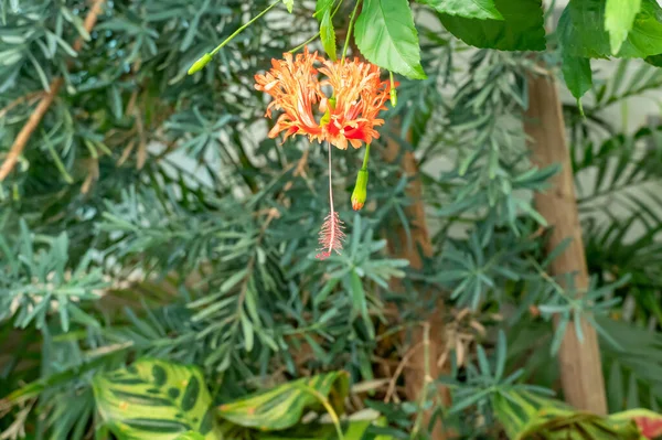 stock image Spider hibiscus in the Gage Park Tropical Greenhouse botanical gem located in Hamilton, Ontario, Canada. Lush greenery and vibrant floral blooming. Tropical House with exotic plants.