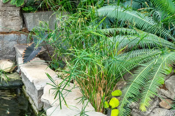Kanada, Ontario Hamilton 'da bulunan Gage Park Tropikal Botanik Mücevheri' nde Cycad tesisi. Bereketli yeşillik ve canlı çiçeklenme. Egzotik bitkileri olan Tropikal Ev.