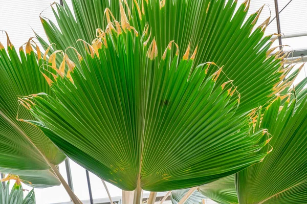 Esposizione Botanica Biofilia Tropicale Verde Fan Leaved Palm Treein Gage — Foto Stock