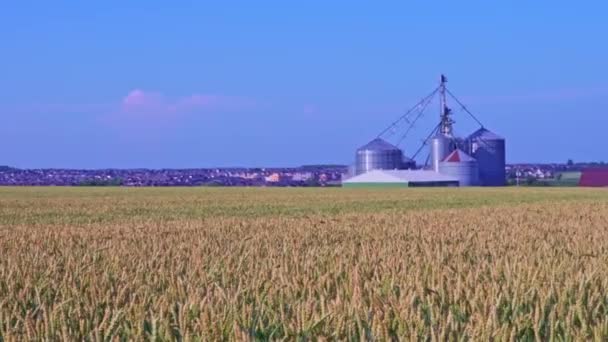 加拿大农村夏季成熟的黄小麦田和磨坊植物 附近有碾磨厂的农业麦田景观 麦田和庄稼在风中飘扬 粮食概念 — 图库视频影像