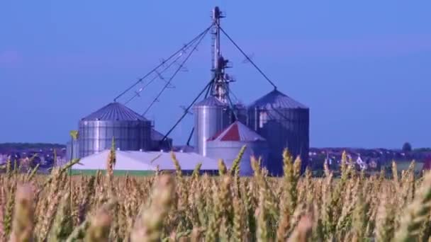 Riak Ladang Gandum Kuning Dan Pabrik Selama Musim Panas Pedesaan — Stok Video
