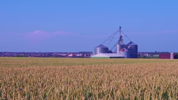 地上からの小麦畑の眺めとフライス工場 風から動くクロップ 若い緑色の小麦は夏の日にゆっくりと揺れている フードコンセプト カナダの田園地帯の無限の緑地の眺め — ストック動画
