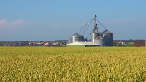 カナダの田舎で夏の間 黄色い小麦畑と工場をリッピングしました 近くにフライス工場がある農業小麦畑の様子 風から動く小麦の農場や作物 フードコンセプト — ストック動画