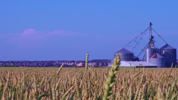 地上からの小麦畑の眺めとフライス工場 風から動くクロップ 若い緑色の小麦は夏の日にゆっくりと揺れている フードコンセプト カナダの田園地帯の無限の緑地の眺め — ストック動画
