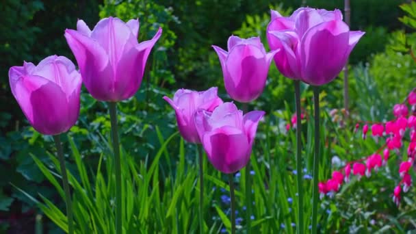 Trädgårdstulpaner Rosetta Mcclain Gardens Offentlig Trädgård Belägen Scarborough Ontario Kanada — Stockvideo