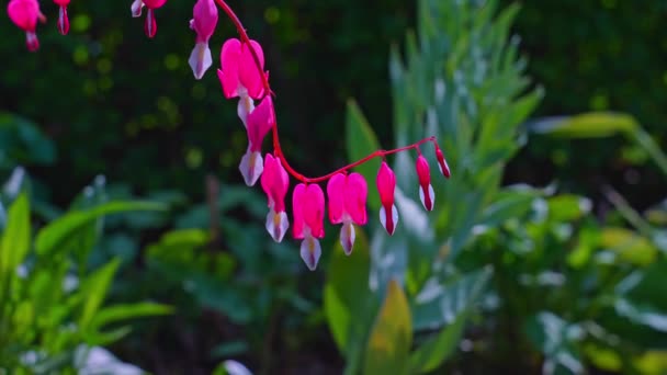 Asiatiskt Blödande Hjärta Rosetta Mcclain Gardens Offentlig Trädgård Belägen Scarborough — Stockvideo