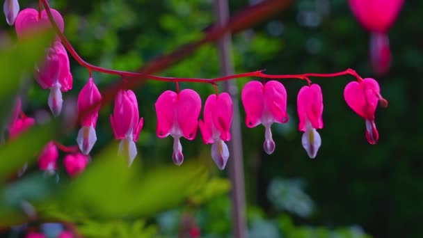 Aziatisch Hart Bloeden Rosetta Mcclain Gardens Openbare Tuin Gelegen Scarborough — Stockvideo