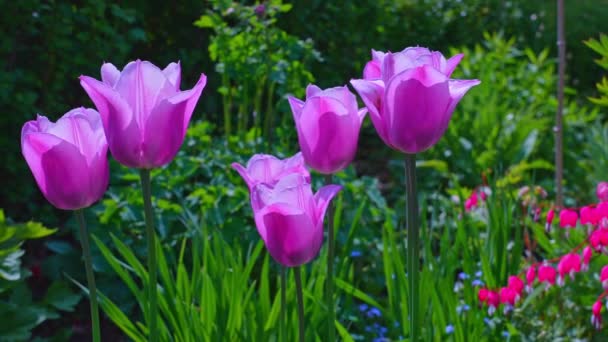 Садові Тюльпани Садах Розети Макклайн Громадський Сад Розташований Скарборо Онтаріо — стокове відео