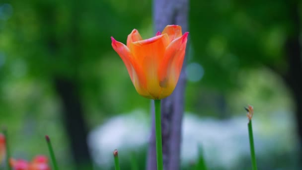 Trädgårdstulpaner Rosetta Mcclain Gardens Offentlig Trädgård Belägen Scarborough Ontario Kanada — Stockvideo