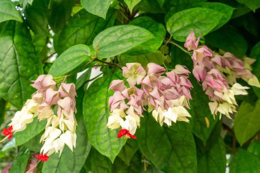 Kanada, Ontario Hamilton 'da bulunan Gage Park Tropikal Botanik Mücevheri' nde yaralı kalpli Balf ağacı. Bereketli yeşillik ve canlı çiçeklenme. Egzotik bitkileri olan Tropikal Ev. 