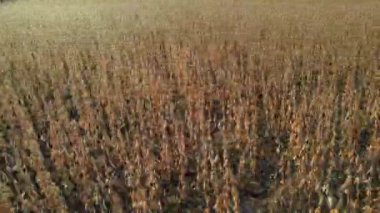 Soya fasulyesi tarlası. Kuru soya bitkileriyle biyo tarım çiftliği hasat etmeye hazır. Organik tarım ve sebze bazlı sağlıklı gıda tarımı. Hasat mevsiminde soya fasulyesi ekinlerinin üzerinden uç..