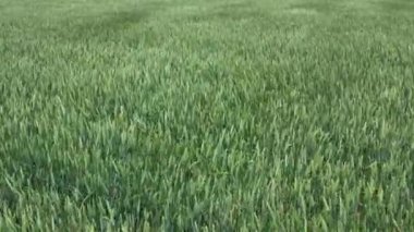 Yazın başında Kanada kırsalında yeşil buğday tarlasında uçmak. Tarım buğday tarlasının havadan görünüşü. Buğday çiftliğinin en üst manzarası. Güçlü rüzgardan dalgalanan ekinler. Yiyecek konsepti.