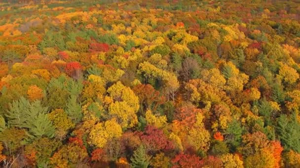 Incrível Vista Aérea Épica Colorida Natureza Canadense Outono Voando Sobre — Vídeo de Stock