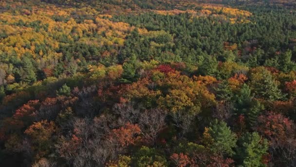 Panoramic Aerial View Cobourg Town Forest Canadian Province Ontario Fall — Stock Video