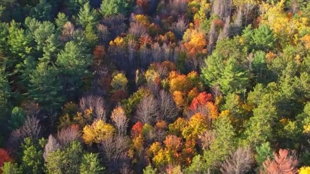 Φθινόπωρο Στον Καναδά Αεροφωτογραφία Του Πολύχρωμου Δάσους Στο Επικό Ηλιόλουστο — Αρχείο Βίντεο