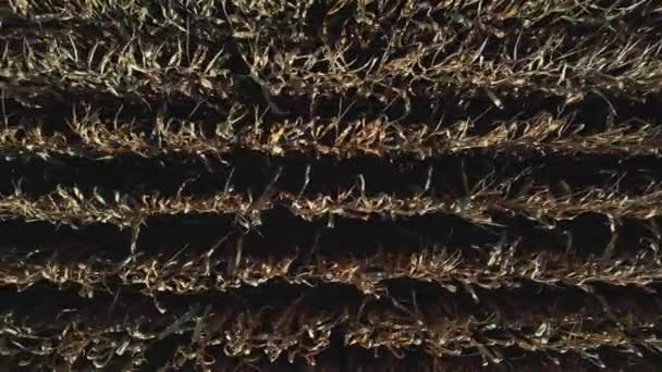 Blick Auf Mais Feldbegehung Trockene Maissetzlinge Sprossen Und Triebe Die — Stockvideo