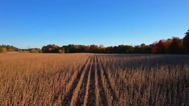 Champ Plantation Soja Ferme Agriculture Biologique Avec Des Plantes Soja — Video