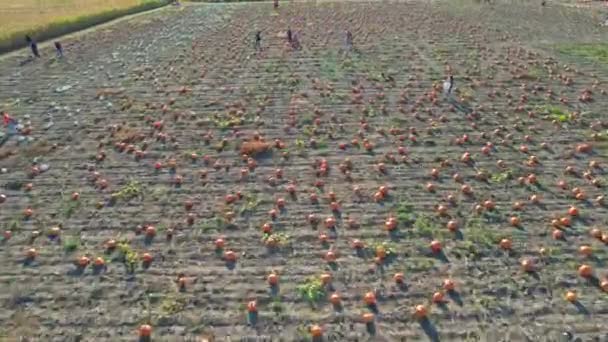 在南瓜收获季节和感恩节 快乐的人们会拍下自己的照片 南瓜农场的节日场面 自己挑选南瓜吧 2022年10月10日 加拿大安大略省多伦多 — 图库视频影像