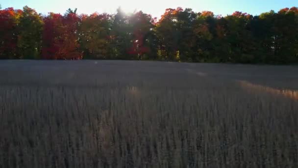 수확하기 사업에서 건조한 시즌에 농장과 시간에 식물과 유기농 — 비디오