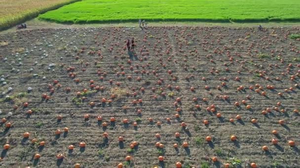 Colheita Abóbora Dia Ação Graças Fazenda Com Abóboras Para Agroturismo — Vídeo de Stock