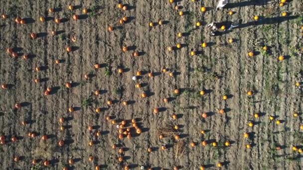 南瓜收获和感恩节季节 带有南瓜的农场 用于农业旅游或农业旅游 节日现场 自己挑选南瓜吧 2022年10月10日 加拿大安大略省多伦多 — 图库视频影像