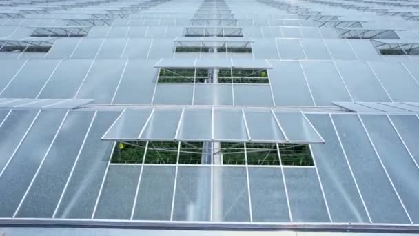 産業温室サイドの空中ビュー 野菜を栽培するためのガラス製の温室 大規模な有機野菜の栽培 持続可能な革新的な農業と農業 — ストック動画