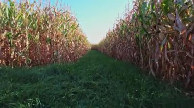 Cadılar Bayramı hasadı ve Şükran Günü sezonunda çiftlikte aile eğlencesi için mısır labirenti. Bitmeyen yeşil mısır tarlaları. Sonbahar tatili ve güneşli bir akşamda sonbahar kutlaması..