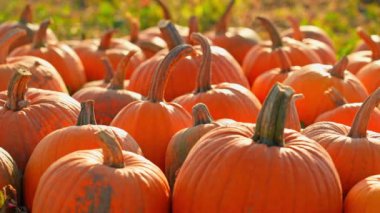 Kamera hareketini Idyllic sonbahar balkabağı tarlasında büyüt, hasat zamanı. Ekim ayı, akşam ve gün batımında tarım arazilerinde olgun balkabaklarını olgunlaştırır. Sinematik Şükran Günü hazırlığı.