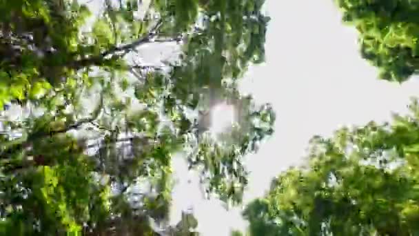 Выше Вид Вождения Плиты Глядя Вверх Вид Сверху Полог Деревьев — стоковое видео