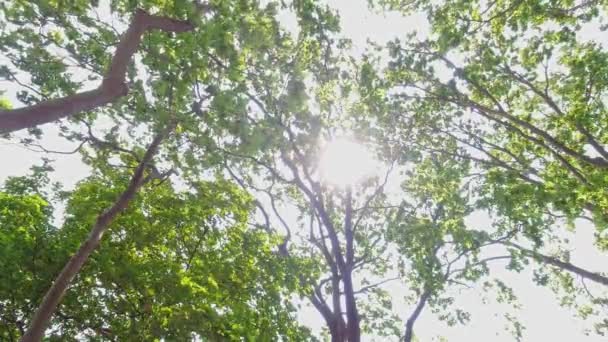 Άποψη Κοιτάζοντας Προς Πάνω Στη Σήραγγα Των Πράσινων Καλοκαιρινών Δέντρων — Αρχείο Βίντεο
