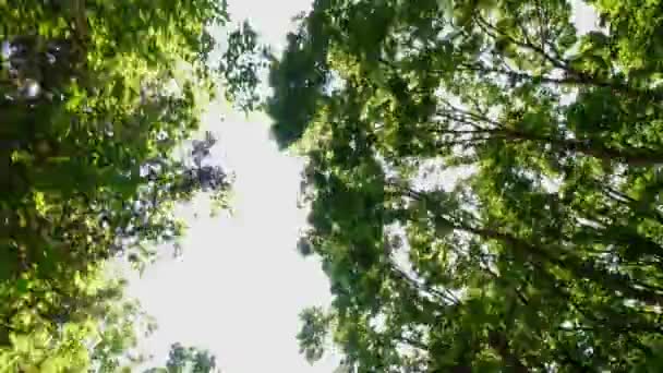 Выше Вид Вождения Плиты Глядя Вверх Вид Сверху Полог Деревьев — стоковое видео