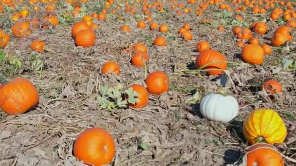 Pumpkin Harvest Thanksgiving Day Season Pick You Own Pumpkins Sale — Stock Video