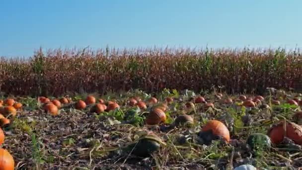 日当たりの良い夕方に大きなオレンジ色のカボチャ 秋と季節の景観のパノラマ 感謝祭の家族の日とハロウィーンのお祝い 秋の農場パンニング — ストック動画