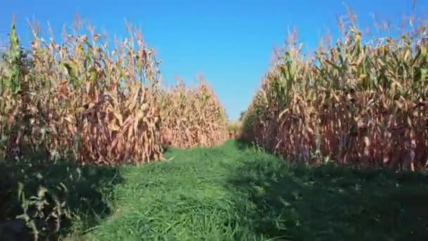 Walking View Green Corn Maze Field Corn Maze Family Entertainment — Stock Video