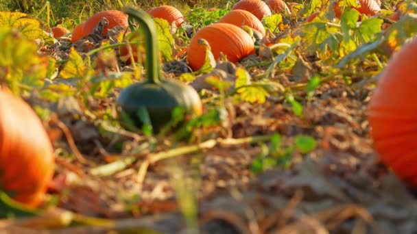 秋のシーズン中に晴れた夜に大きなオレンジ色のカボチャに焦点を当てる 秋と季節の休日の風景 感謝祭の家族の日とハロウィーンのお祝い — ストック動画