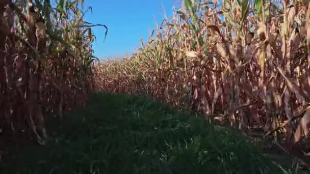 Liście Kukurydzy Halloween Wakacje Labirynt Rozrywki Słoneczny Wieczór Plantacja Kukurydzy — Wideo stockowe