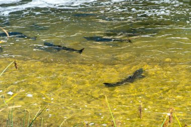 Chinook somonları yumurtalarını bırakmak için Ganaraska Nehri, Corbett Barajı, Port Hope, Ontario, Kanada 'daki yumurtlama ve göç mevsiminde şelalelerde yüzer ve atlarlar.