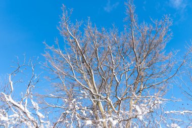 Donmuş karlı kış manzarası, karla kaplı ağaç dalları, ormandaki parlak güneşli gün ışığı. Kuzey Amerika kış parkındaki inanılmaz doğa manzarası. Morningside Park, Toronto, Ontario, Kanada