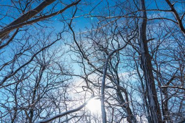 Yaprakları olmadan donmuş kış ağaçları, kış manzarası, ormandaki parlak güneşli gün ışığında çıplak dallar. Kuzey Amerika kış parkındaki doğa manzarası. Morningside Park, Toronto, Ontario, Kanada