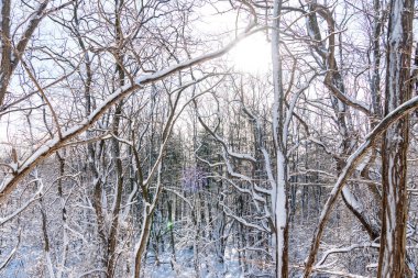 Donmuş karlı kış manzarası, karla kaplı ağaç dalları, ormandaki parlak güneşli gün ışığı. Kuzey Amerika kış parkındaki inanılmaz doğa manzarası. Morningside Park, Toronto, Ontario, Kanada