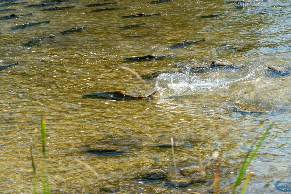 Chinook salmon migrating up the Ganaraska water river upstream for spawning place. Plenty of salmon fish spawn. Corbett\'s Dam, Port Hope, Ontario, Canada.