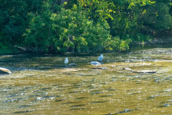 Atlantic and Chinook salmon are making their way upstream in the Ganaraska River to reach their spawning grounds at Corbett\'s Dam in Port Hope, Ontario, Canada, as part of their migration.