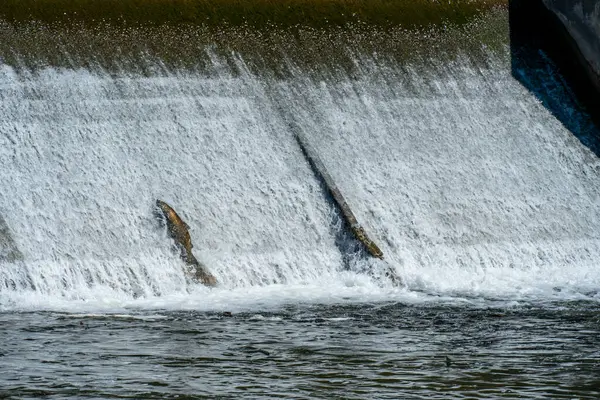 Chinook salmon swim and leap through waterfalls as they embark on their journey to lay their roe eggs during spawning and migration season at Ganaraska River, Corbett\'s Dam, Port Hope, Ontario, Canada