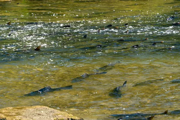 Chinook salmon migrating up the Ganaraska water river upstream for spawning place. Plenty of salmon fish spawn. Corbett\'s Dam, Port Hope, Ontario, Canada.