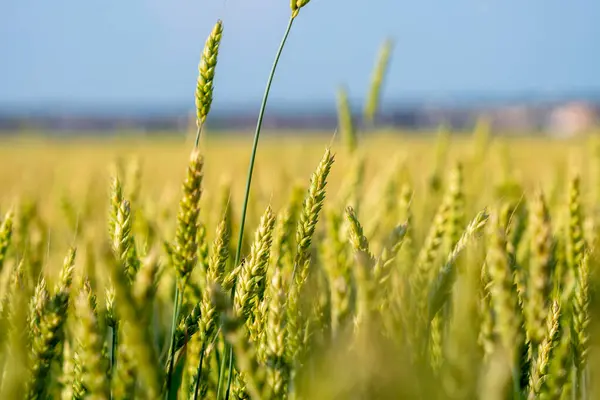Yazın başında Kanada kırsalında sarı yeşil buğday tarlası. Tarım buğdayı yakında. Buğday çiftliğinin manzarası. Yemek konsepti. Sığ görüş alanı.