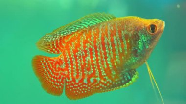 Dwarf Gourami, Colisa lalia, small, brightly colored freshwater fish. Peaceful small community fish. Live in heated aquarium. Anabantoids, breathe air with a labyrinth organ. Tropical fish home hobby