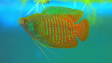 Dwarf gourami fish close up macro slow motion shot. Flame gourami, Red gourami or Sunset gourami fish. Native to India, West Bengal, Assam, and Bangladesh. Exotic fish in the home pool.